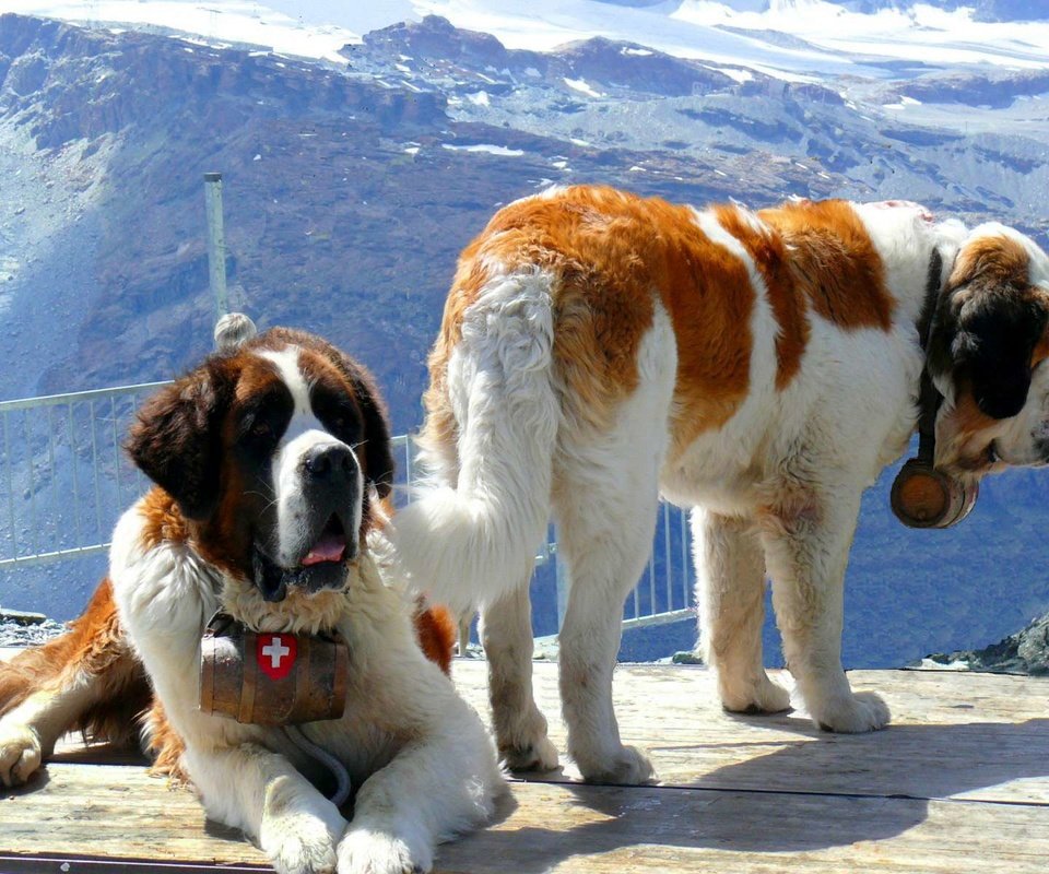 Обои горы, снег, спасатели, собаки, две, сенбернар, mountains, snow, rescuers, dogs, two, st. bernard разрешение 1920x1200 Загрузить