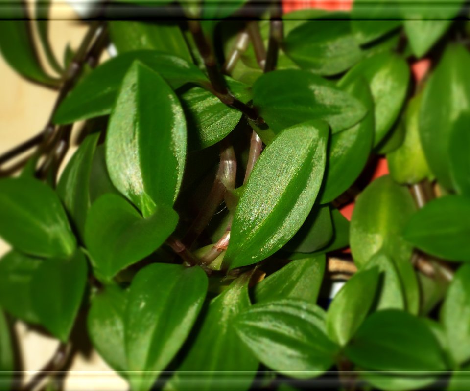 Обои зеленые листочки, домашний цветок, green leaves, home flower разрешение 2560x1600 Загрузить