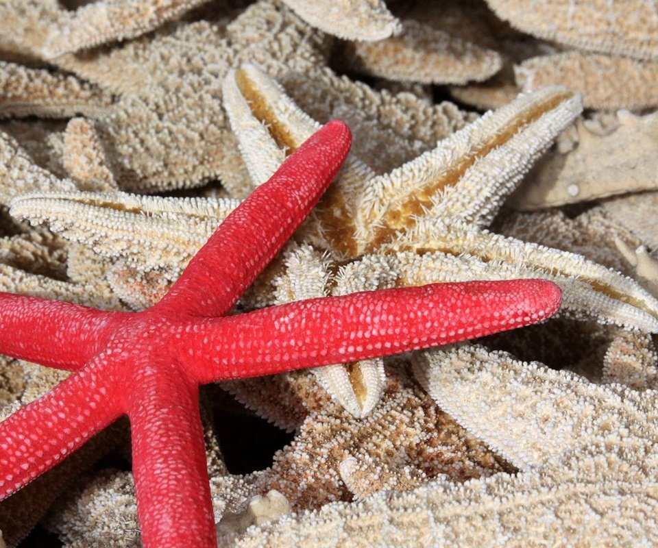 Обои макро, морская звезда, star fish, морские звезды, macro, starfish разрешение 1920x1200 Загрузить