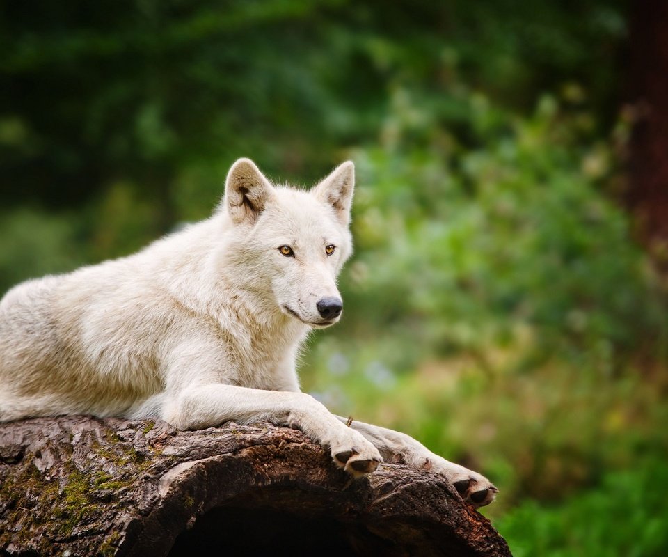 Обои природа, лес, белый, размытость, хищник, волк, nature, forest, white, blur, predator, wolf разрешение 1920x1200 Загрузить