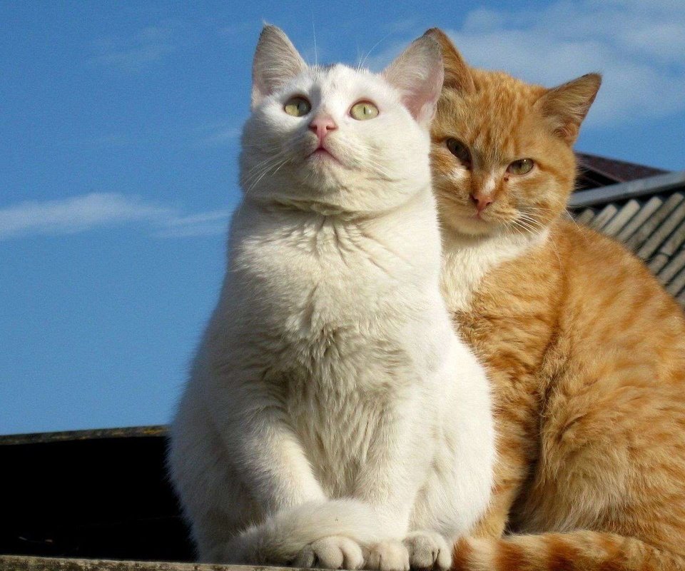 Обои взгляд, белый, коты, кошки, рыжий, мордочки, сидят, look, white, cats, red, faces, sitting разрешение 1920x1200 Загрузить