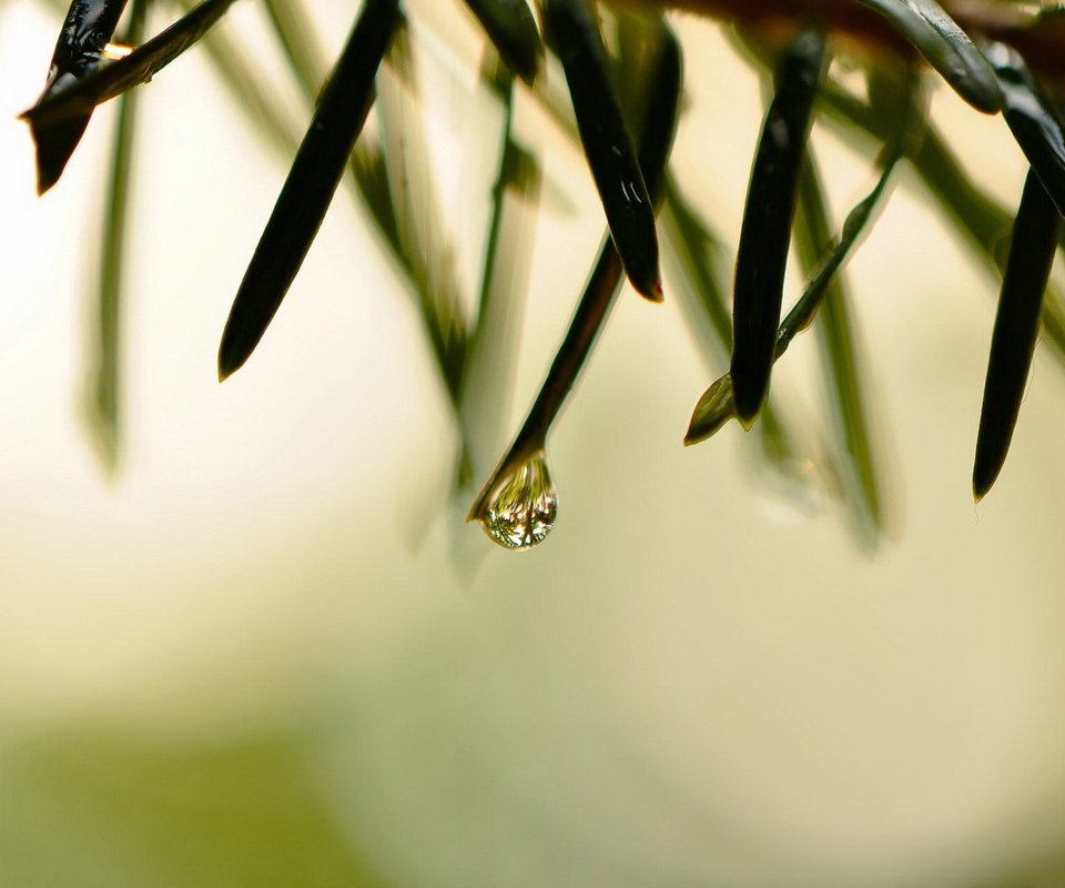 Обои трава, природа, макро, роса, капли, grass, nature, macro, rosa, drops разрешение 1920x1200 Загрузить