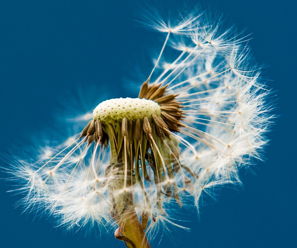 Обои макро, фон, цветок, одуванчик, пушинки, macro, background, flower, dandelion, fuzzes разрешение 2560x1600 Загрузить