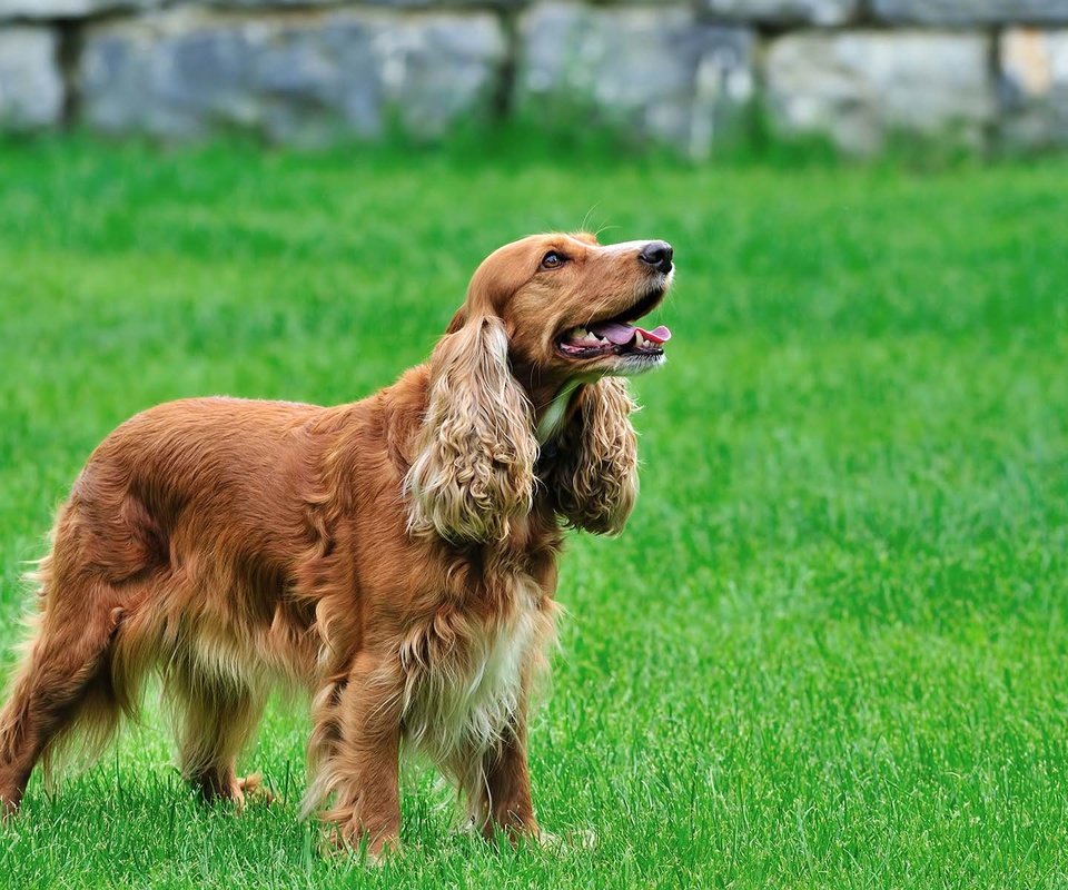 Обои спаниель, кокер-спаниель, spaniel, cocker spaniel разрешение 1920x1200 Загрузить