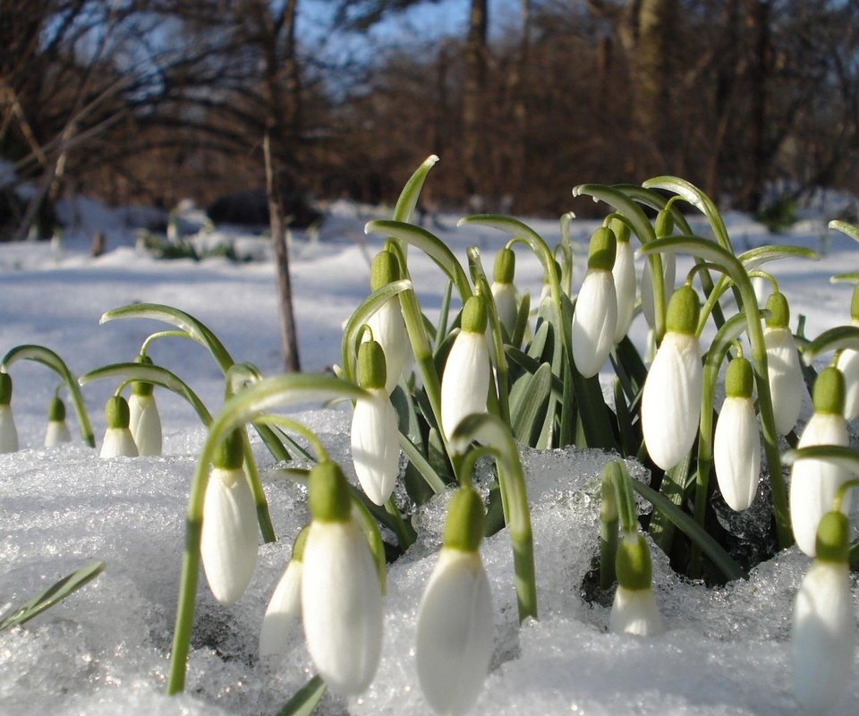 Обои цветы, снег, весна, подснежники, проталины, flowers, snow, spring, snowdrops, thawed разрешение 1920x1200 Загрузить