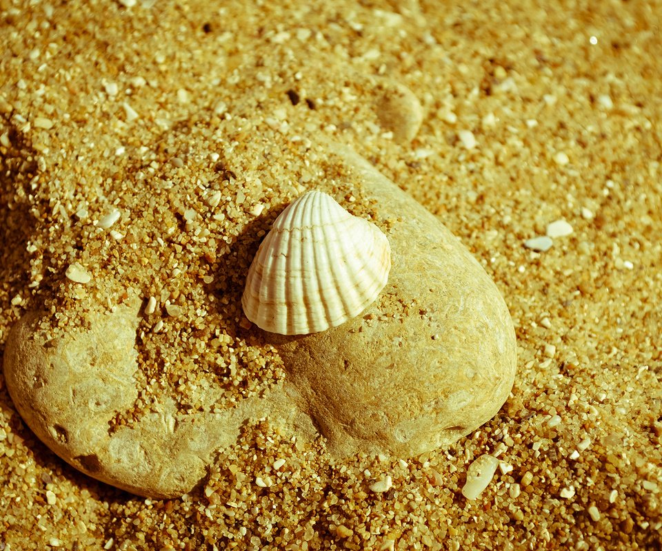 Обои природа, макро, песок, пляж, камень, ракушка, nature, macro, sand, beach, stone, shell разрешение 1920x1200 Загрузить