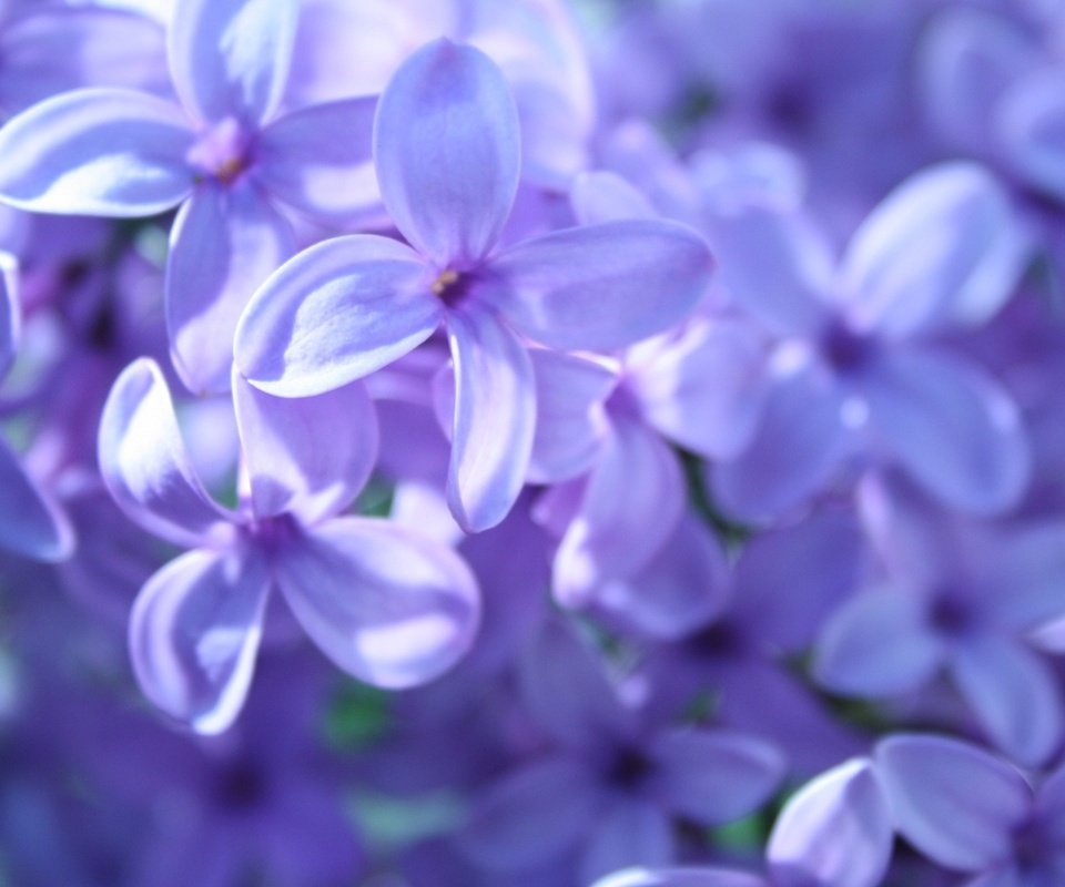 Обои цветы, макро, весна, сирень, flowers, macro, spring, lilac разрешение 1920x1080 Загрузить