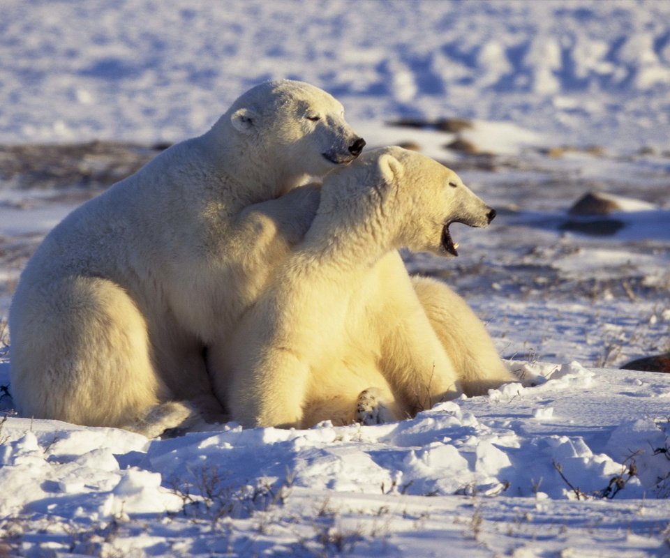 Обои снег, белые, медведи, арктика, snow, white, bears, arctic разрешение 2560x1694 Загрузить