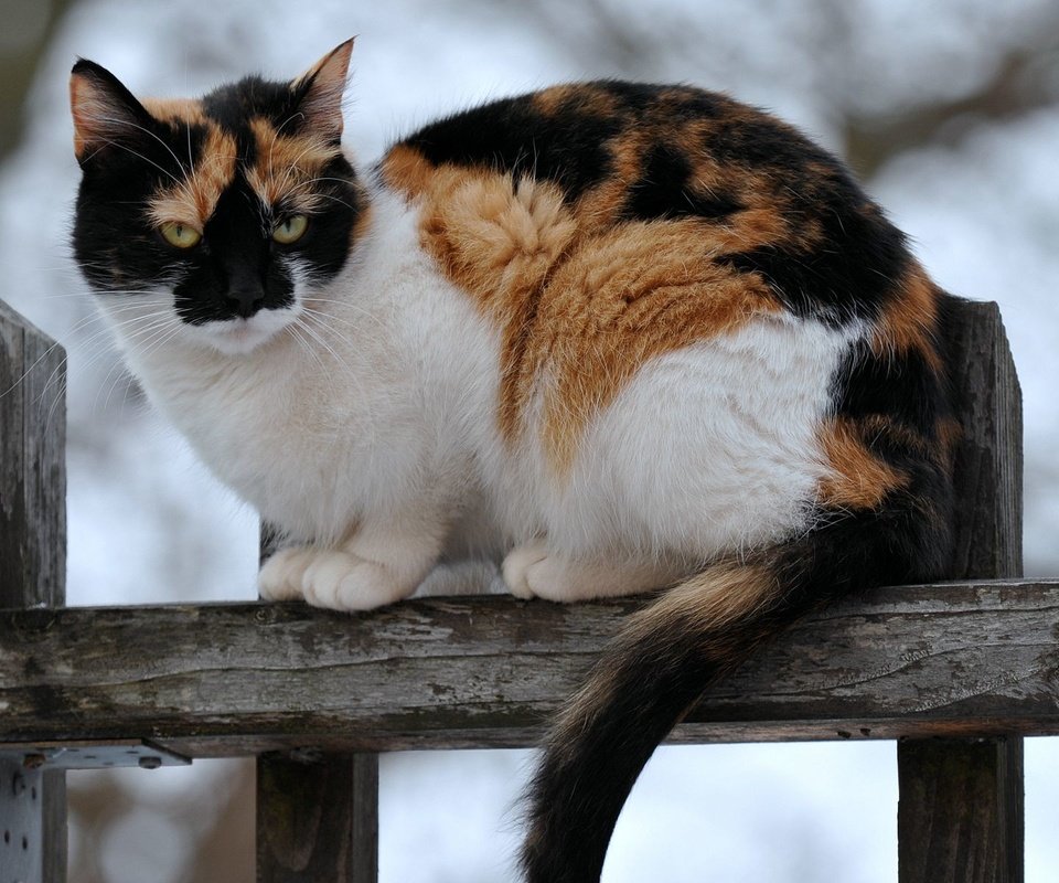 Обои кот, кошка, забор, сидит, пятнистый, трехцветный, cat, the fence, sitting, spotted, tri-color разрешение 1920x1200 Загрузить