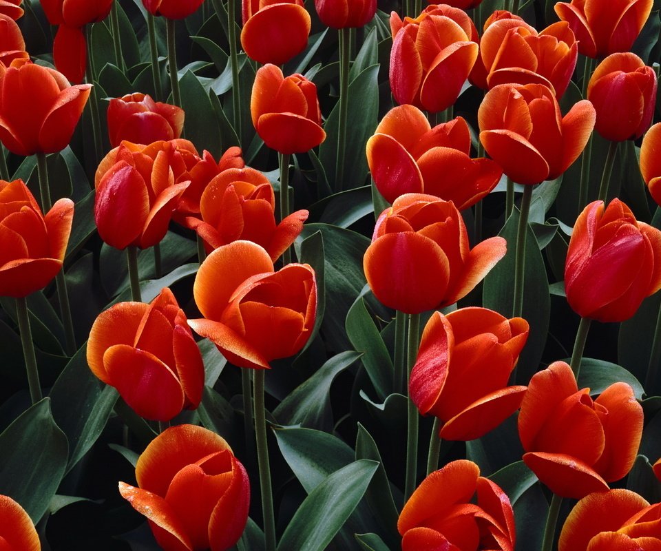 Обои цветы, бутоны, лепестки, красные, тюльпаны, flowers, buds, petals, red, tulips разрешение 1920x1080 Загрузить