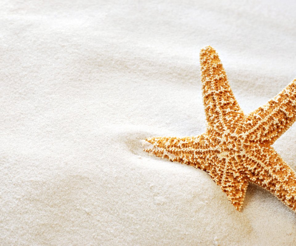 Обои макро, песок, пляж, звезда, морская звезда, macro, sand, beach, star, starfish разрешение 2560x1600 Загрузить
