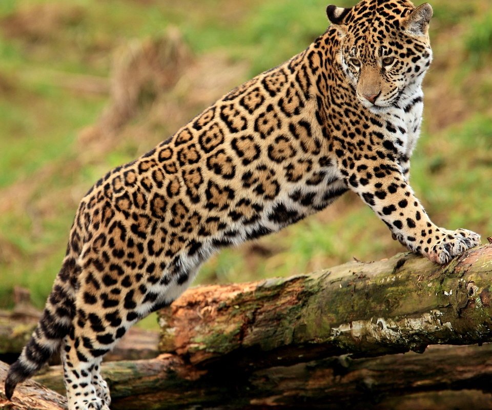 Обои смотрит, ягуар, бревно, гепард, стоит, молодой, пятнистая кошка, looks, jaguar, log, cheetah, is, young, spotted cat разрешение 2560x1600 Загрузить
