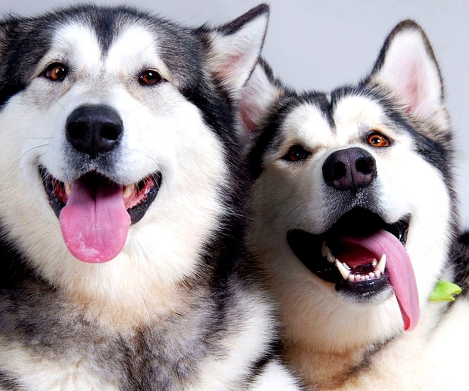 Обои пара, отдых, хаски, язык, собаки, pair, stay, husky, language, dogs разрешение 2000x1125 Загрузить