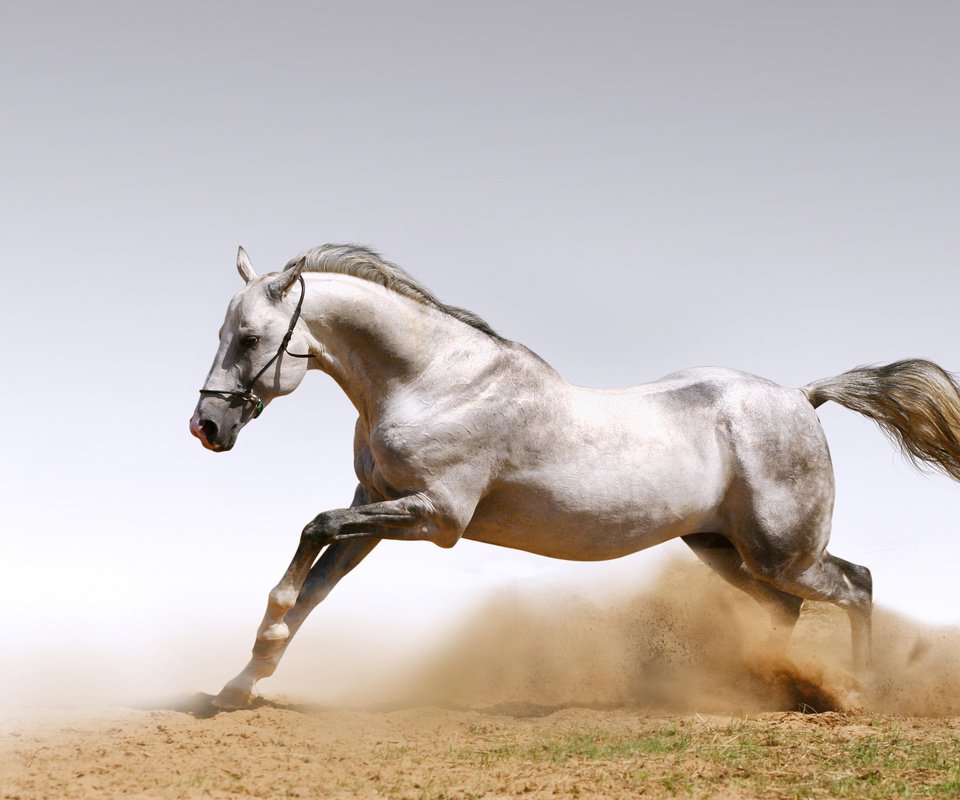 Обои лошадь, песок, пыль, конь, жеребец, белая лошадь, horse, sand, dust, stallion, white horse разрешение 2560x1600 Загрузить