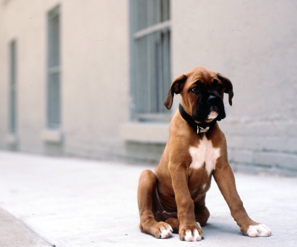 Обои собака, улица, щенок, друг, боксер, dog, street, puppy, each, boxer разрешение 2560x1600 Загрузить