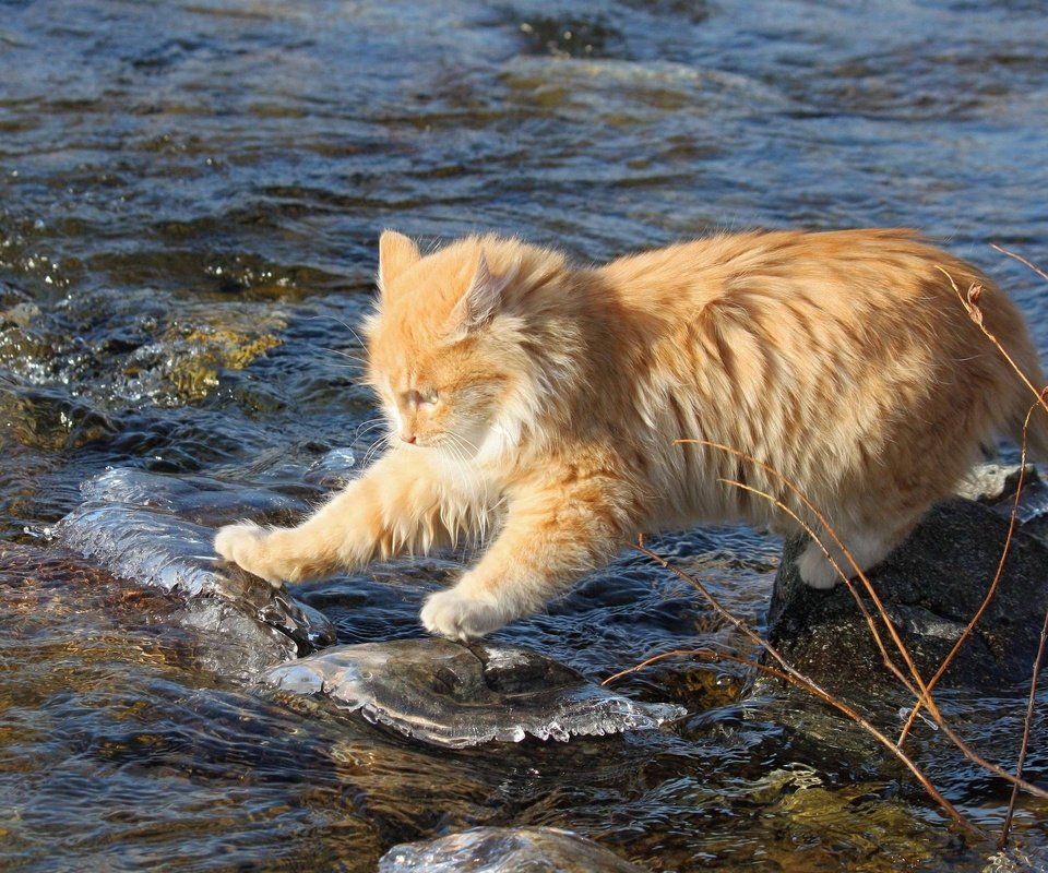 Обои вода, камни, ручей, кот, кошка, рыжий, рыжий кот, бесстрашный, исследователь, researcher, water, stones, stream, cat, red, red cat, fearless разрешение 2560x1600 Загрузить