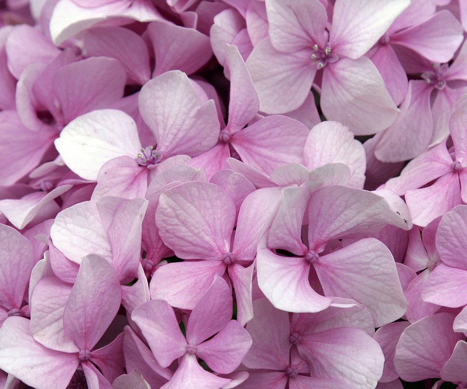 Обои цветы, розовые, гортензия, flowers, pink, hydrangea разрешение 1920x1080 Загрузить