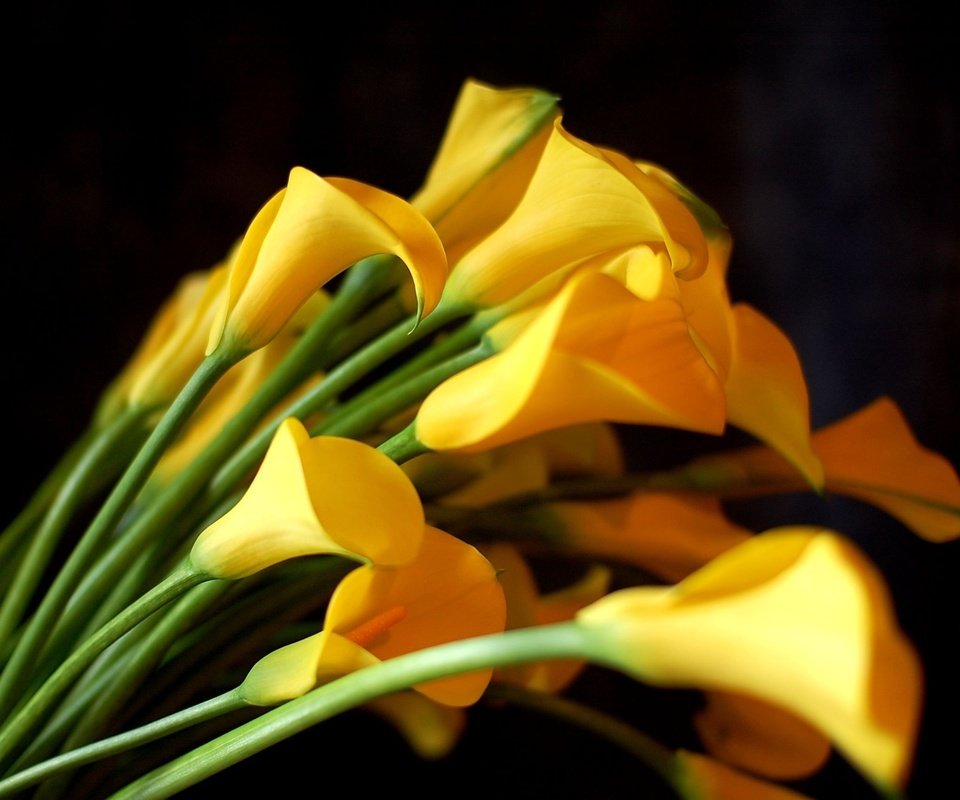 Обои цветы, черный фон, букет, желтые, каллы, flowers, black background, bouquet, yellow, calla lilies разрешение 2550x1695 Загрузить