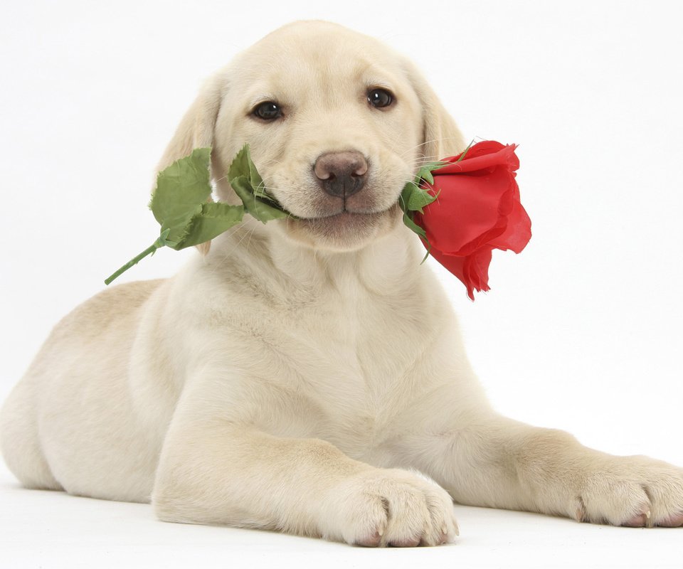 Обои цветок, улыбка, роза, собака, щенок, лабрадор, flower, smile, rose, dog, puppy, labrador разрешение 1920x1080 Загрузить