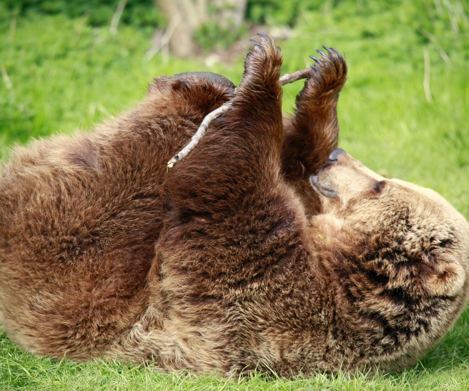 Обои трава, лапы, медведь, зеленая, палка, бурый медведь, grass, paws, bear, green, stick, brown bear разрешение 1989x1323 Загрузить