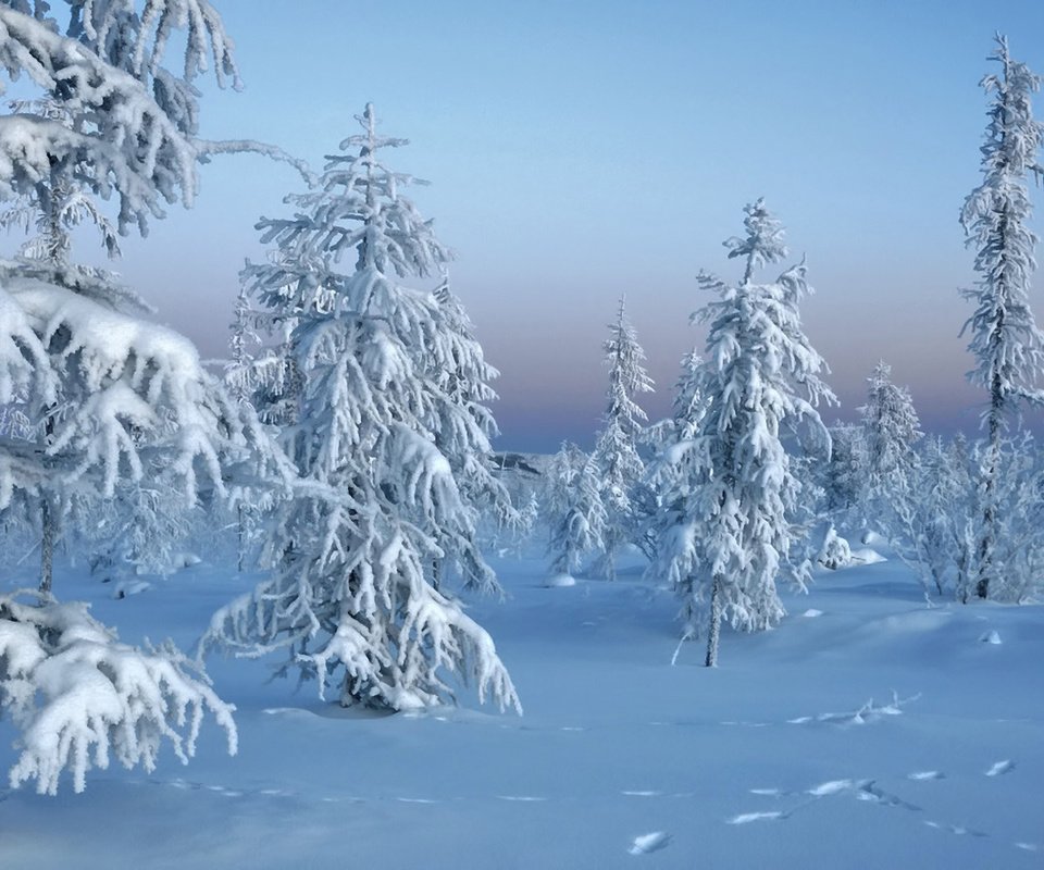 Обои снег, зимний лес, природа, новый год, лес, зима, мороз, ели, сугробы, snow, winter forest, nature, new year, forest, winter, frost, ate, the snow разрешение 1920x1200 Загрузить