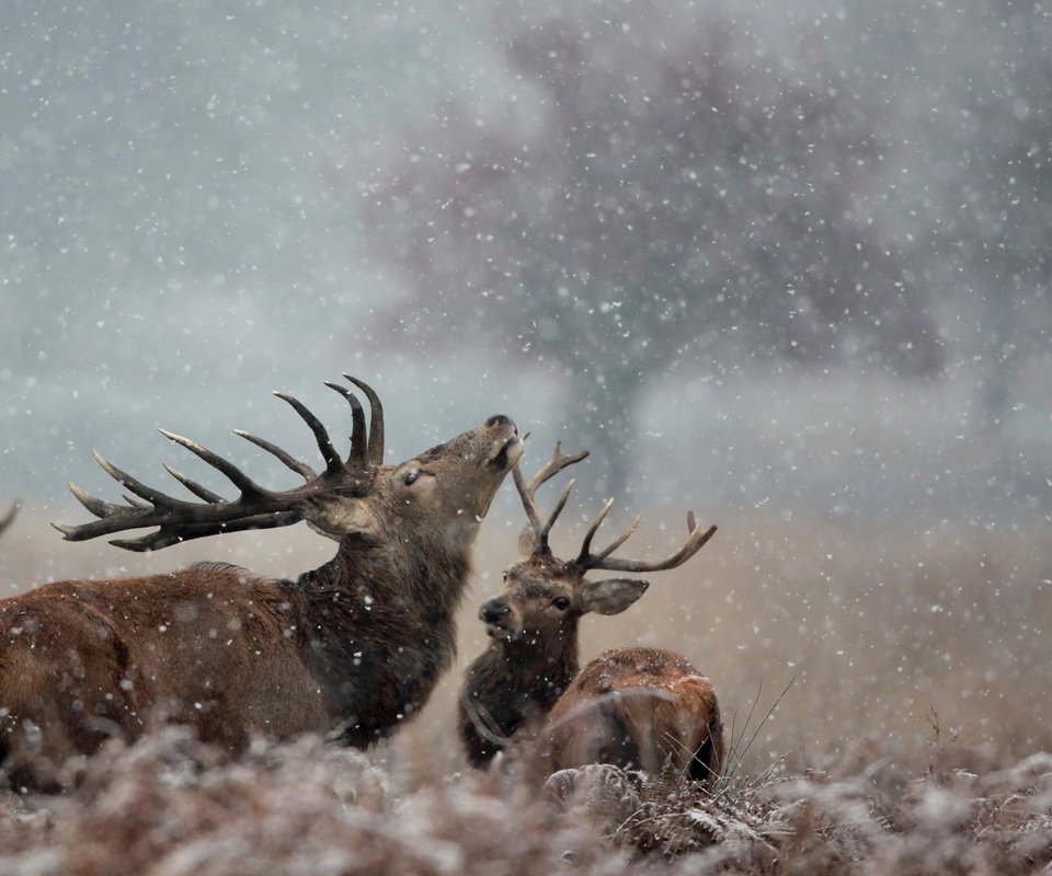 Обои снег, природа, зима, рога, олени, лось, snow, nature, winter, horns, deer, moose разрешение 1920x1200 Загрузить