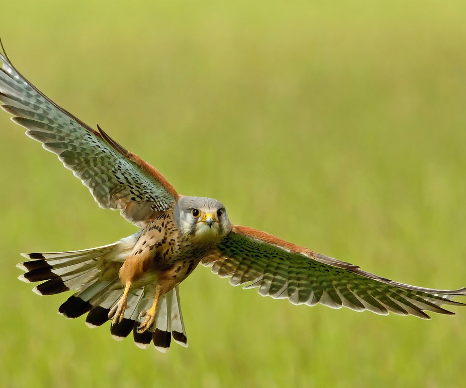 Обои полет, крылья, птица, взмах, пустельга, flight, wings, bird, stroke, kestrel разрешение 1920x1170 Загрузить