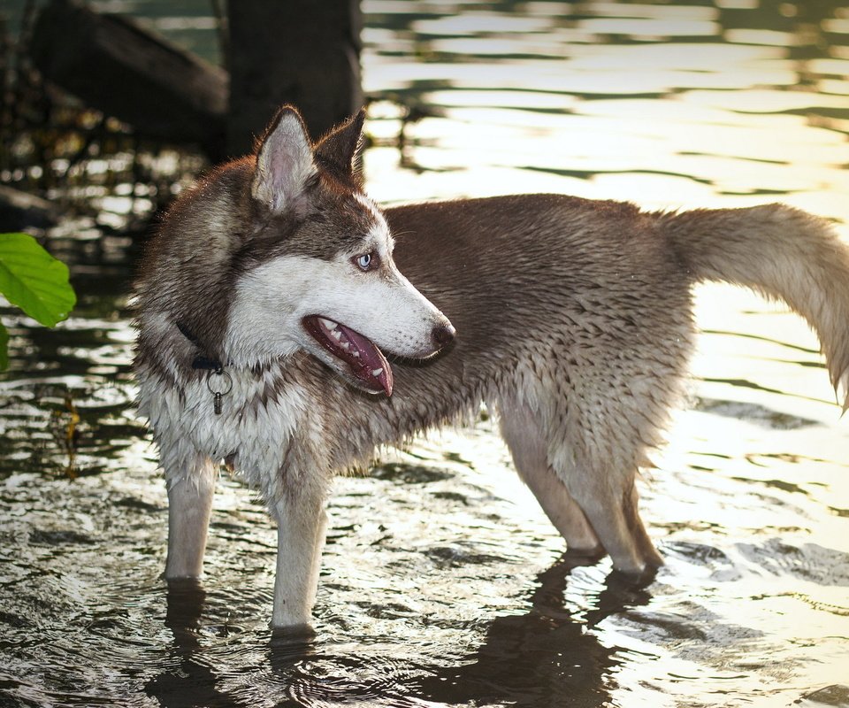 Обои вода, собака, хаски, волк, хаска, water, dog, husky, wolf разрешение 2560x1600 Загрузить