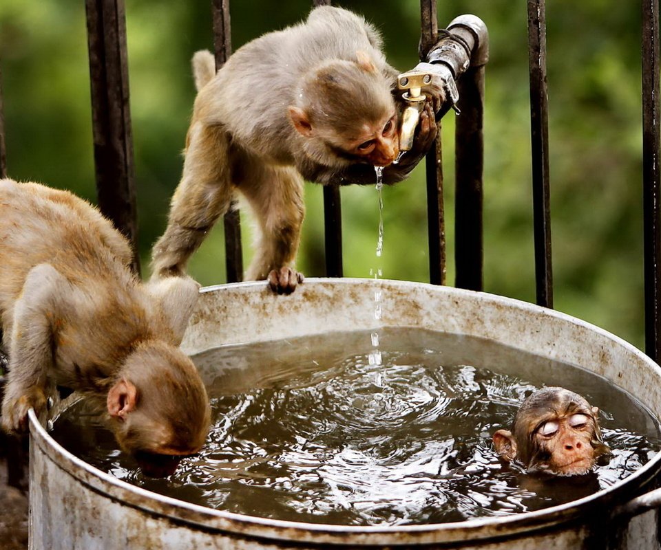 Обои вода, забавно, обезьяны, мартышки, купаются, water, funny, monkey, monkeys, swim разрешение 1920x1200 Загрузить