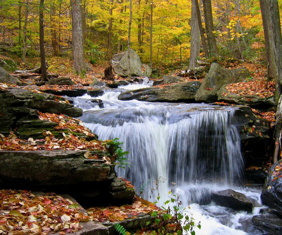 Обои деревья, камни, лес, листья, ручей, водопад, осень, trees, stones, forest, leaves, stream, waterfall, autumn разрешение 1920x1200 Загрузить