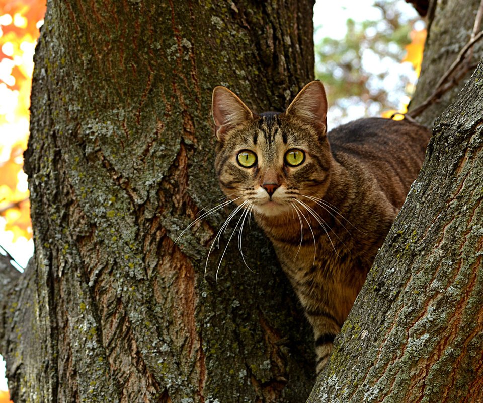 Обои дерево, кот, ветви, кошка, осень, ствол, котэ, глазища, tree, cat, branch, autumn, trunk, kote, eyes разрешение 1920x1200 Загрузить