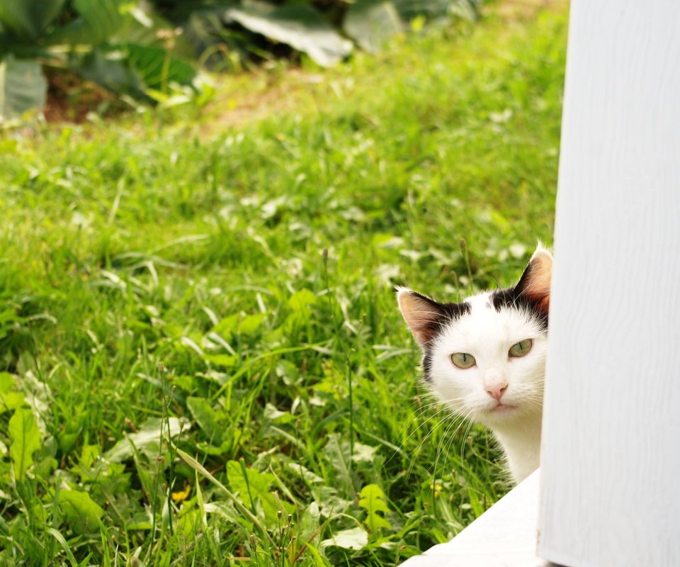 Обои кот, лето, кошка, взгляд, травка, огород, из-за угла, cat, summer, look, weed, the garden, from the corner разрешение 1920x1200 Загрузить