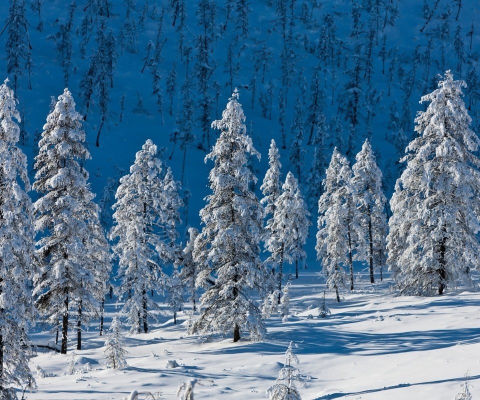 Обои деревья, горы, снег, природа, лес, зима, ели, trees, mountains, snow, nature, forest, winter, ate разрешение 1920x1200 Загрузить