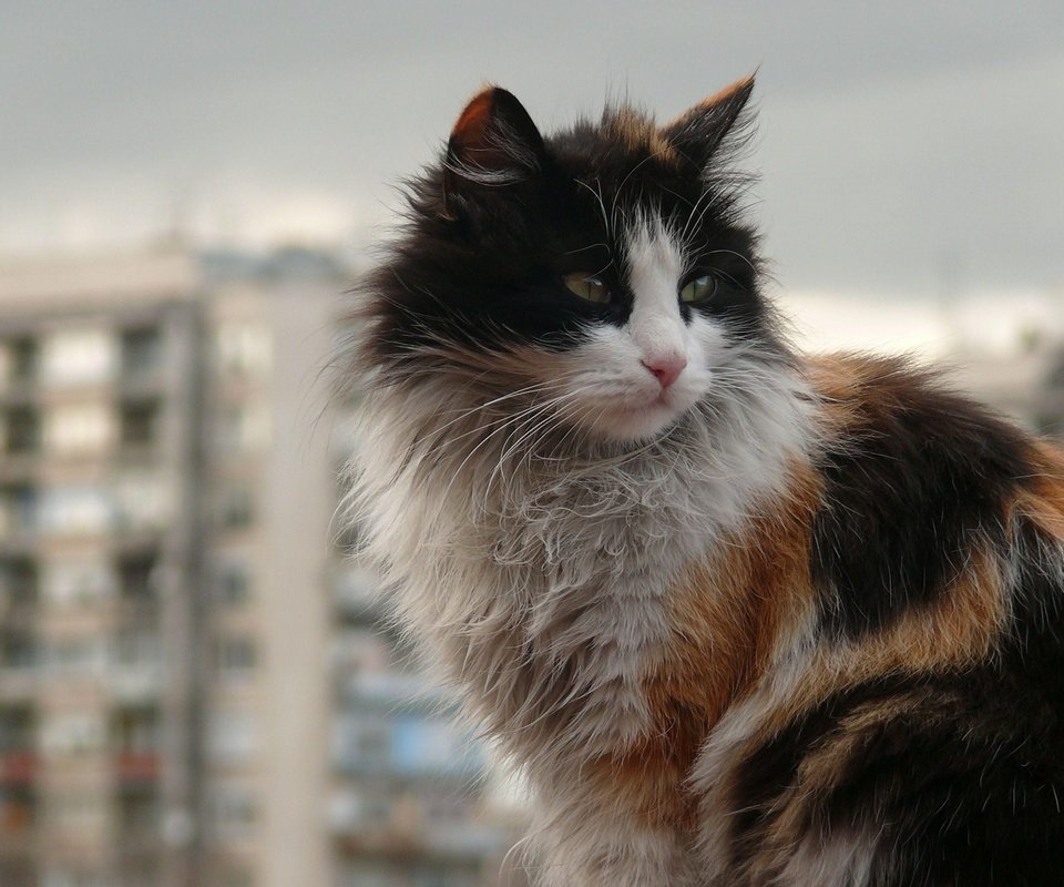 Обои кот, город, кошка, пушистый, грязный, уличный кот, cat, the city, fluffy, dirty, outdoor cat разрешение 1920x1200 Загрузить