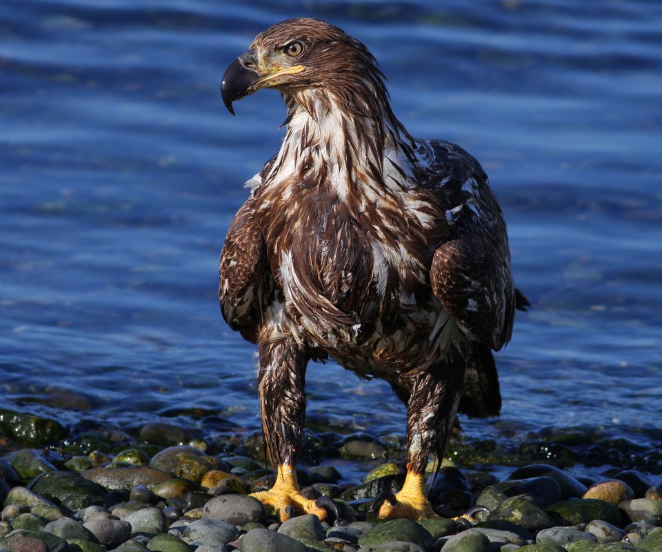 Обои вода, камни, орел, птица, хищная, орлан-белохвост, water, stones, eagle, bird, predatory, white-tailed eagle разрешение 2048x1536 Загрузить