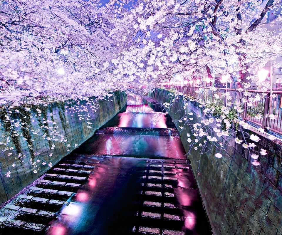 Обои река, сакура, river, sakura разрешение 1920x1200 Загрузить