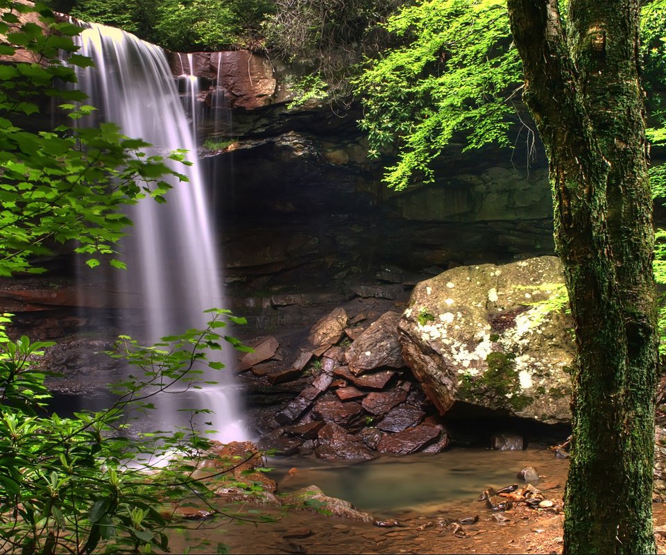 Обои деревья, водопад, вода, поток, природа, камни, зелень, растения, лес, ручей, trees, waterfall, water, nature, stones, greens, plants, forest, stream разрешение 1920x1200 Загрузить