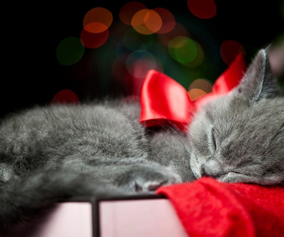 Обои кот, кошка, котенок, серый, спит, ленточка, коробка, бант, cat, kitty, grey, sleeping, ribbon, box, bow разрешение 2560x1600 Загрузить