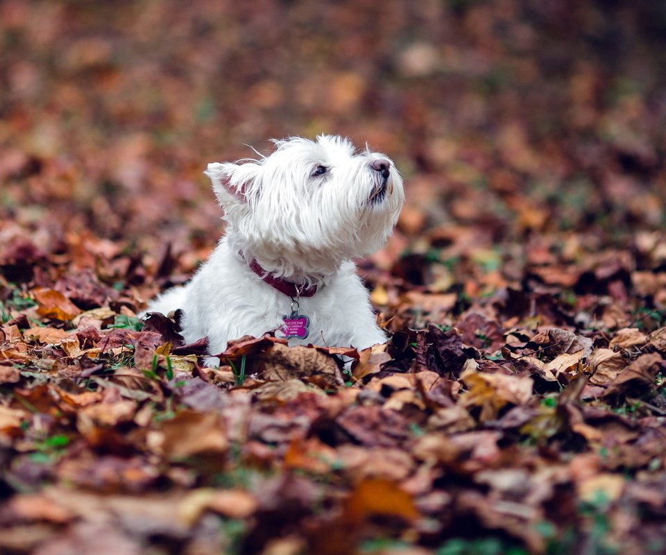 Обои листья, листва, осень, собака, собачка, вест-хайленд-вайт-терьер, leaves, foliage, autumn, dog, the west highland white terrier разрешение 1920x1200 Загрузить