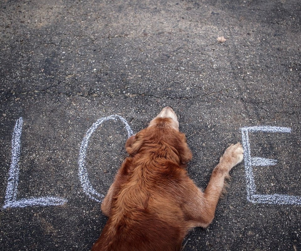 Обои собака, любовь, асфальт, слово, влюбленная, dog, love, asphalt, the word разрешение 1920x1200 Загрузить