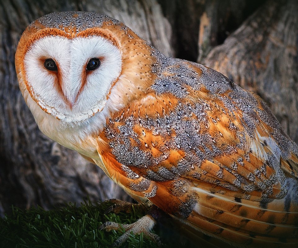 Обои трава, сова, дерево, лес, птица, сипуха, grass, owl, tree, forest, bird, the barn owl разрешение 2560x1600 Загрузить