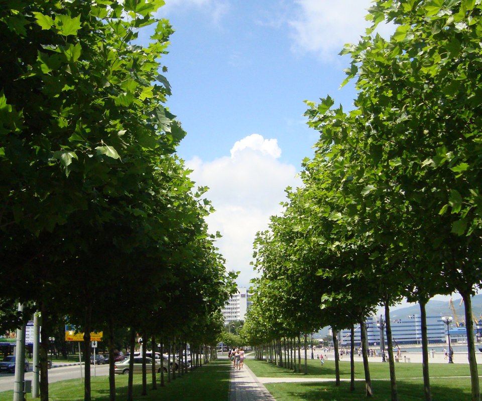 Обои деревья, россия, аллея, новосибирск, trees, russia, alley, novosibirsk разрешение 2448x3264 Загрузить