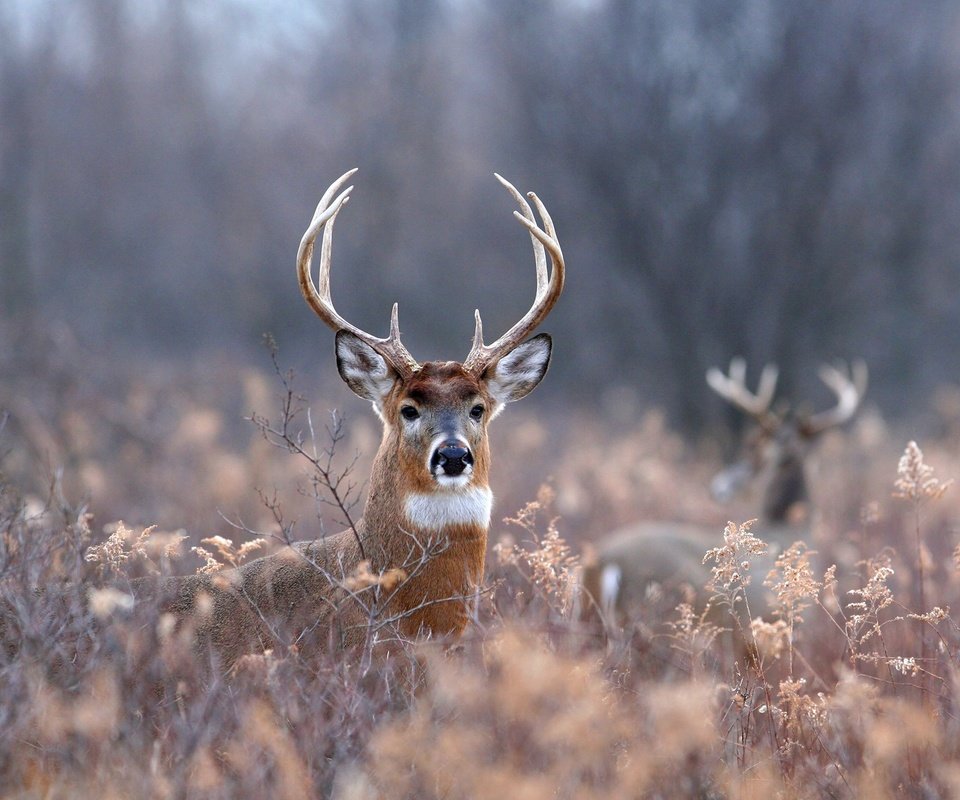 Обои трава, природа, лес, олень, листва, рога, олени, grass, nature, forest, deer, foliage, horns разрешение 1920x1200 Загрузить