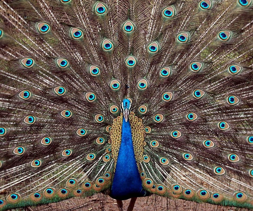 Обои птица, павлин, перья, хвост, bird, peacock, feathers, tail разрешение 1920x1200 Загрузить