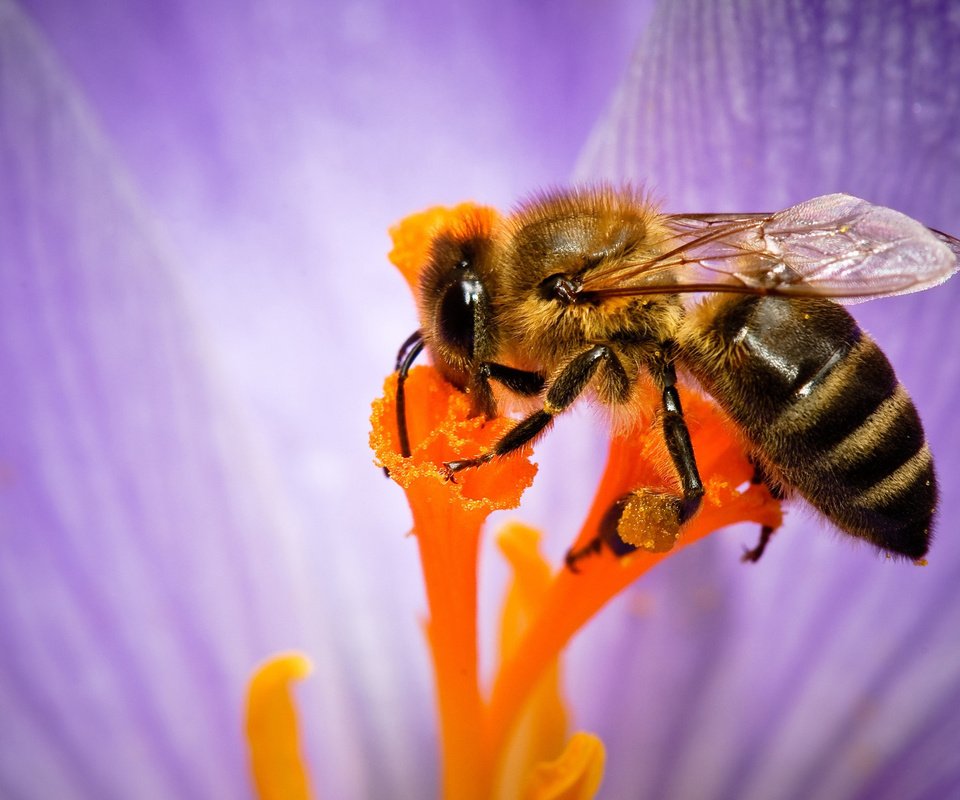 Обои макро, насекомое, цветок, лепестки, пчела, нектар, опыление, некрар, macro, insect, flower, petals, bee, nectar, pollination разрешение 2560x1600 Загрузить