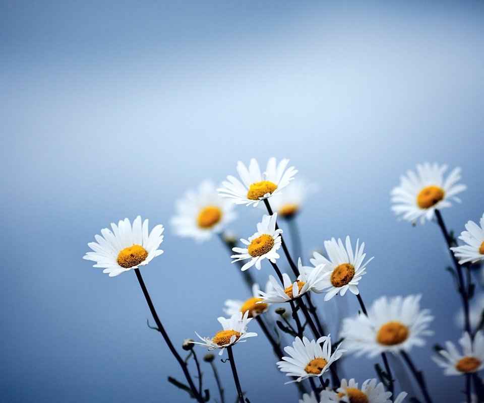 Обои небо, свет, цветы, ромашки, полевые цветы, the sky, light, flowers, chamomile, wildflowers разрешение 2560x1600 Загрузить