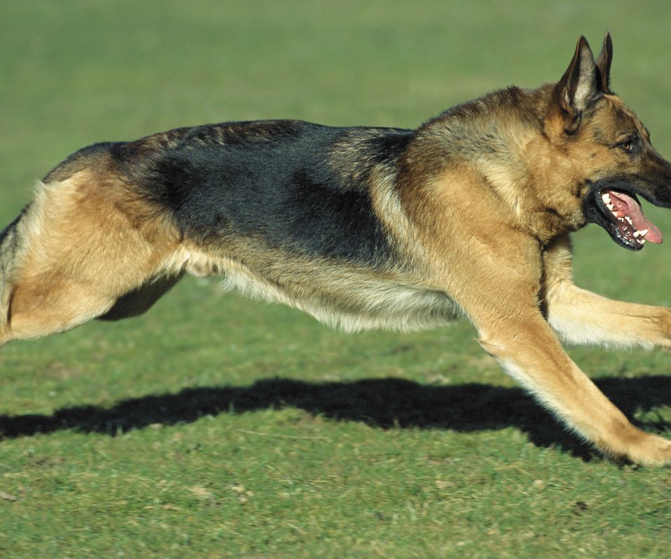 Обои трава, собака, бег, немецкая овчарка, grass, dog, running, german shepherd разрешение 2560x1600 Загрузить