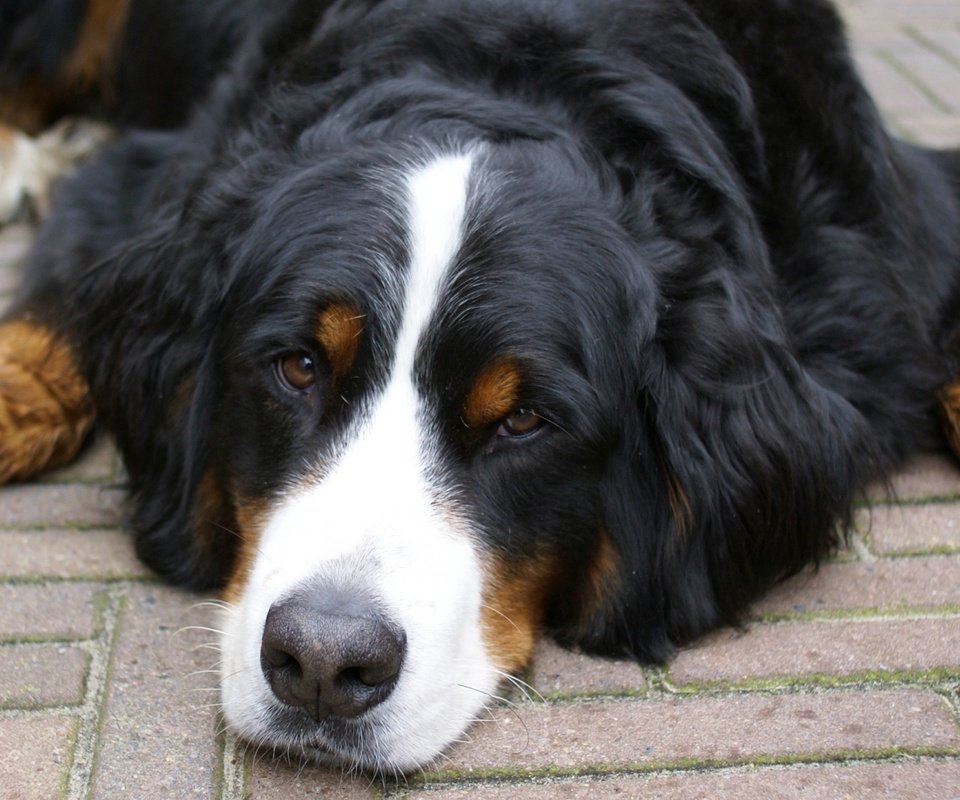 Обои морда, взгляд, собака, лежит, бернский зенненхунд, face, look, dog, lies, bernese mountain dog разрешение 1920x1080 Загрузить