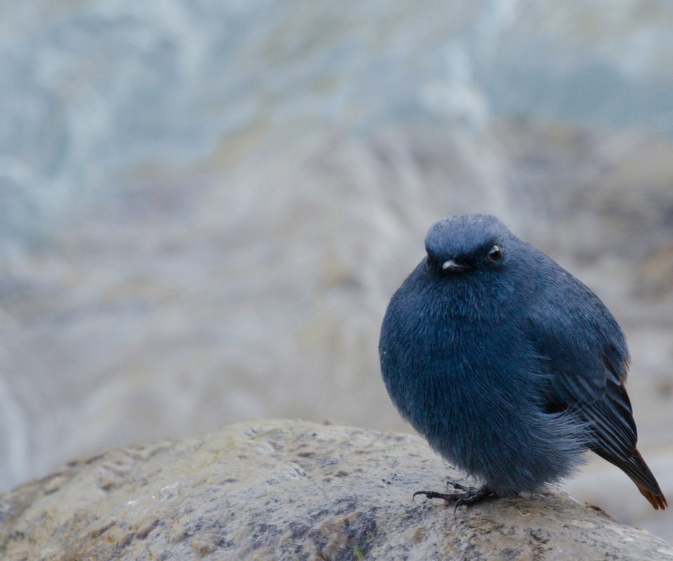 Обои фон, размытость, сидит, камень, птица, черная, background, blur, sitting, stone, bird, black разрешение 1920x1200 Загрузить