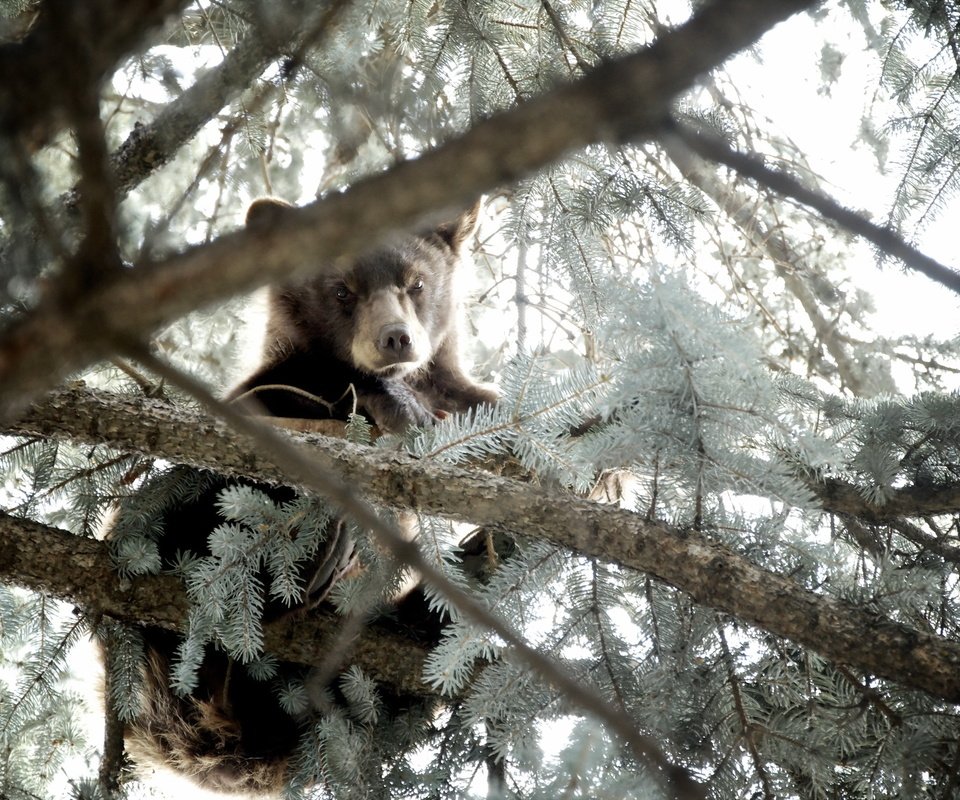 Обои природа, дерево, лес, хвоя, ветки, медведь, медвежонок, nature, tree, forest, needles, branches, bear разрешение 2560x1600 Загрузить